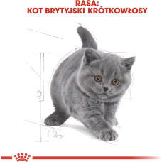 Royal Canin British Shorthair Kitten cats dry food 2 kg Poultry, Rice, Vegetable